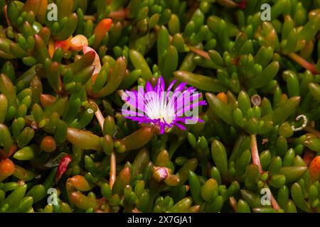 Blühende chilenische Meeresfeige, Carpobrotus chilensis, Cornwall, West Country, England Stockfoto