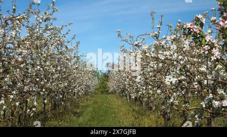 Reihen von blühenden Apfelbäumen - voll blühende Obstbäume mit weißen Blumen und Bienen, die umherfliegen. Gartenlandschaft im Frühling. Stockfoto