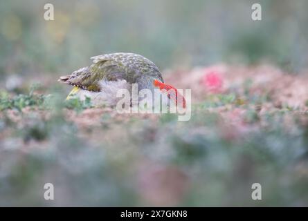 Spanische oder iberische Rasse des grünen Spechts (Picus viridis sharpei). Diese Person trinkt in einem flachen Trockenbecken Stockfoto