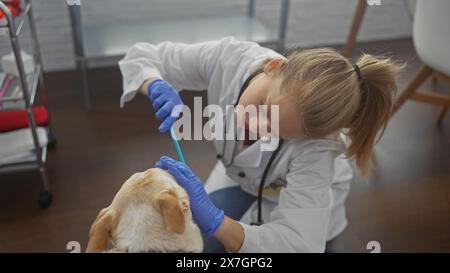 Eine junge Tierärztin untersucht einen Hund in einer Tierklinik. Stockfoto