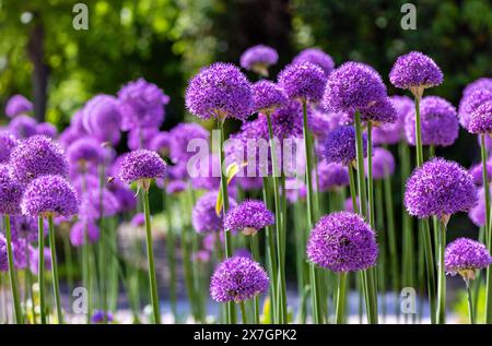 Allium-Blumen gruppiert in Gartenrand. Leuchtend violette Blüten mit runden Blumenköpfen auf hohen Stielen. Dublin, Irland Stockfoto