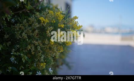In apulien, italien, blühen leuchtend gelbe Blüten des spanischen Besens spartium junceum, mit dem mittelmeer als sonnigem Hintergrund im Freien. Stockfoto