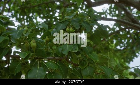 Nahaufnahme eines europäischen Birnenbaums pyrus communis mit grünen Blättern und unreifen Früchten, der im Freien in apulien, süditalien, gefunden wurde. Stockfoto