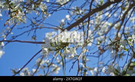 Wunderschöne apulische Blumen des judas-Baumes, Cercis siliquastrum, blühen im Freien in süditalien vor einem leuchtend blauen Himmel Stockfoto