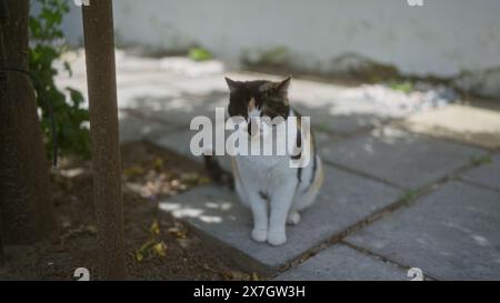 Eine Calico-Katze sitzt an einem sonnigen Tag draußen auf einem gepflasterten Gehweg, umgeben von Grün und Schatten, und strahlt Ruhe und Zufriedenheit in ihrer Natur aus Stockfoto