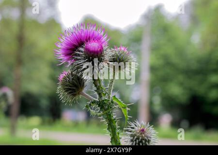 Nahaufnahme Einer Carduus-Blume in Amsterdam, Niederlande 17-5-2024 Stockfoto