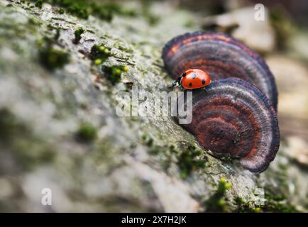Marienkäfer auf Pilz. Makrofoto mit einem Käfer Stockfoto