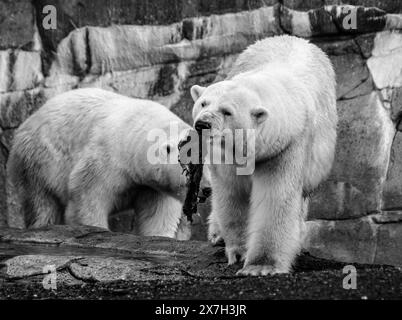 Eisbären im Kopenhagener Zoo Stockfoto