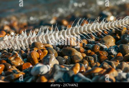 Fishbone am Kiesstrand in Hastings, Großbritannien Stockfoto
