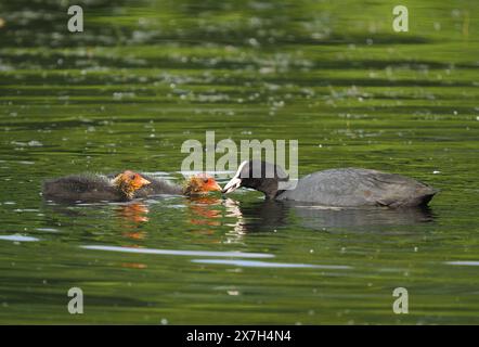 Erwachsener Huhn mit wachsenden Küken. Stockfoto