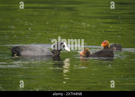 Erwachsener Huhn mit wachsenden Küken. Stockfoto