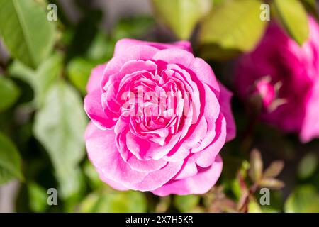 Eine leuchtende rosa Rose, Gertrude Jekyll Stockfoto