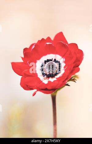 Eine rote Anemone de Caen Mohnblume Stockfoto