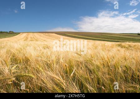 Gerstenohren vom Boden aus gegen den blauen Himmel Stockfoto