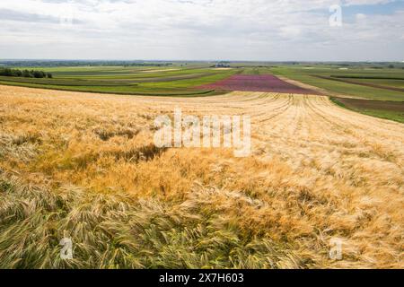 Gerstenohren vom Boden aus gegen den blauen Himmel Stockfoto