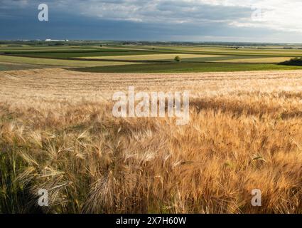 Gerstenohren vom Boden aus gegen den blauen Himmel Stockfoto