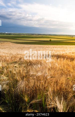 Gerstenohren vom Boden aus gegen den blauen Himmel Stockfoto