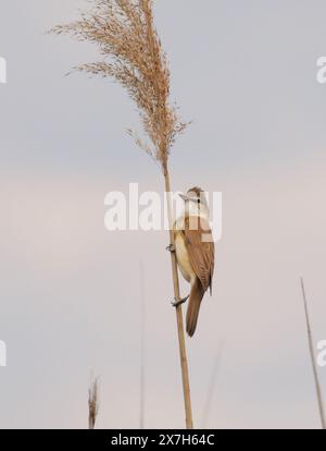 Trebbin, Deutschland. Mai 2024. 15.05.2024. Ein großer Schilfffänger (Acrocephalus arundinaceus) sitzt auf einem sich bewegenden Schilfstamm in einem Naturschutzgebiet in Trebbin im Stadtteil Stangenhagen und singt sein Lied. Hier im Naturpark Nuthe-Nieplitz gibt es naturbelassene Wiesen und große, mit Schilf bewachsene Flächen. Dies zieht Insekten und Arachniden an, auf denen die großen Schilfmörder leben. Kredit: Wolfram Steinberg/dpa Kredit: Wolfram Steinberg/dpa/Alamy Live News Stockfoto