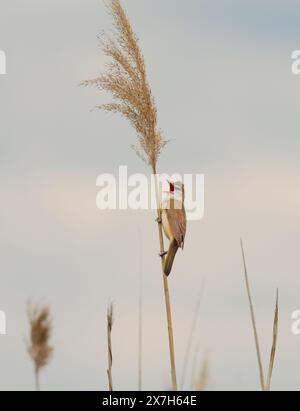 Trebbin, Deutschland. Mai 2024. 15.05.2024. Ein großer Schilfffänger (Acrocephalus arundinaceus) sitzt auf einem sich bewegenden Schilfstamm in einem Naturschutzgebiet in Trebbin im Stadtteil Stangenhagen und singt sein Lied. Hier im Naturpark Nuthe-Nieplitz gibt es naturbelassene Wiesen und große, mit Schilf bewachsene Flächen. Dies zieht Insekten und Arachniden an, auf denen die großen Schilfmörder leben. Kredit: Wolfram Steinberg/dpa Kredit: Wolfram Steinberg/dpa/Alamy Live News Stockfoto