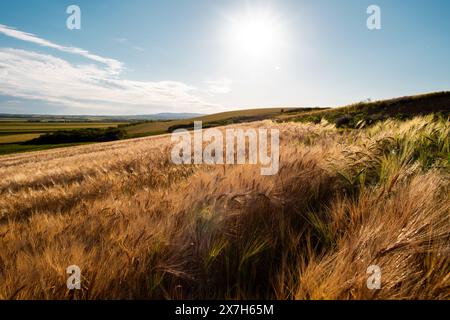 Gerstenohren vom Boden aus gegen den blauen Himmel Stockfoto