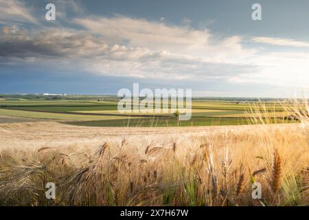 Gerstenohren vom Boden aus gegen den blauen Himmel Stockfoto