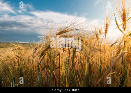 Gerstenohren vom Boden aus gegen den blauen Himmel Stockfoto