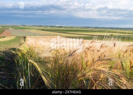 Gerstenohren vom Boden aus gegen den blauen Himmel Stockfoto