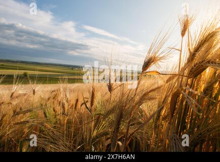 Gerstenohren vom Boden aus gegen den blauen Himmel Stockfoto