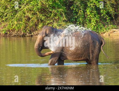 Elefant, Hurulu Ökopark, Sri Lanka. Stockfoto