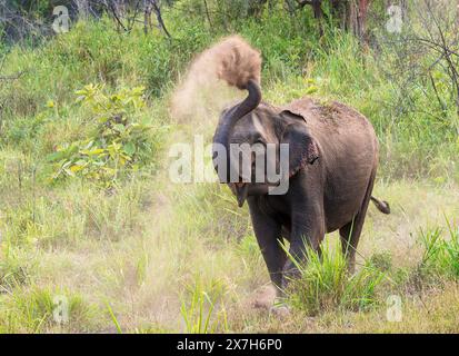 Elefant, Hurulu Ökopark, Sri Lanka. Stockfoto