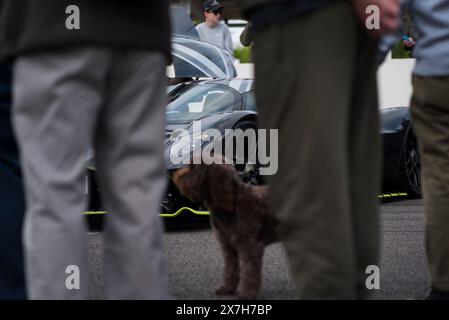 Ein Hund und Besitzer stehen vor einem Aston Martin Valkyrie Hypercar im 100th Breakfast Club auf der Goodwood Rennstrecke, Chichester, West Stockfoto