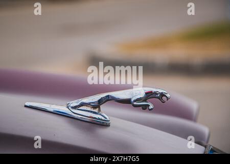 Emblem auf der Motorhaube des Autos. Retro-Jaguar. Tver, Russland: 23. April 2022. Stockfoto