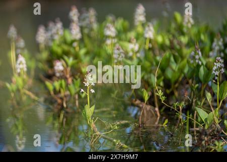 Blühende Wasserpflanze, Nahaufnahme mit Kopierraum, ausgewählter Fokus und schmale Schärfentiefe. Moorbohne (Menyanthes trifoliata), mehrere Pflanzen stehen in Stockfoto