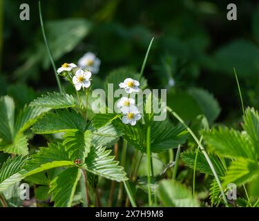 Blühende wilde Erdbeerpflanze, grüner Busch mit weißen Blüten. Hintergrund der Wildblume. Blühende wilde Erdbeerpflanze (Fragaria vesca). Stockfoto