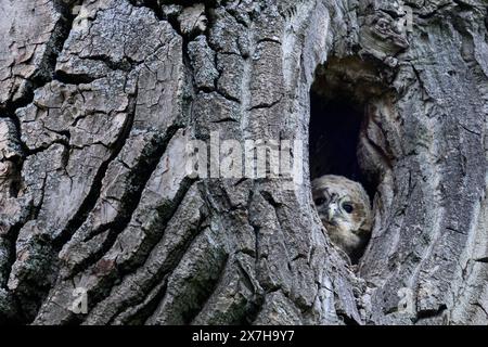 Waldkauz-Nestling schaut aus der Baumhöhle ein junger Waldkauz Strix aluco beobachtet müde die Umgebung unter seiner Baumhöhle Reutlingen Baden-Württemberg Deutschland *** Tawny Eulen nestling schaut aus der Baumhöhle ein junger Tawny Eulen Strix aluco beobachtet müde die Umgebung unter seiner Baumhöhle Reutlingen Baden Württemberg Deutschland Copyright: XBEAUTIFULxSPORTS/Grundlerx aluco Stockfoto