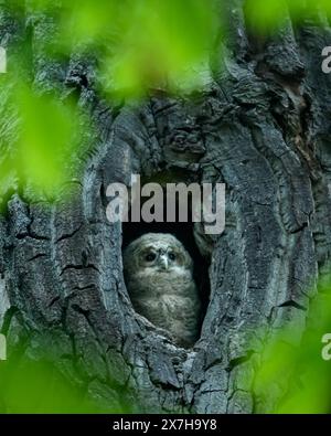Waldkauz schaut neugierig aus einer Baumhöhle kurz nach Sonnenuntergang schaut ein junger Waldkauz Strix aluco mit geöffneten Augen aus seiner geschützten Bauhöhle Reutlingen Baden-Württemberg Deutschland *** Waldkauz schaut neugierig aus einer Baumhöhle kurz nach Sonnenuntergang blickt ein junger Waldkauz Strix aluco aus seiner geschützten Höhle mit offenen Augen Reutlingen Baden Württemberg Deutschland Copyright: xBEAUTIFULxSPORTS/Grundlerx Stockfoto