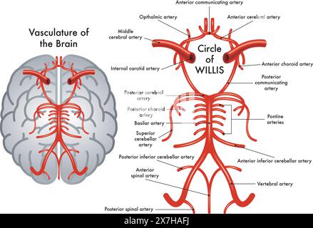 Schematische medizinische Illustration des Circle of Willis, eines Teils der Gefäßstruktur des Gehirns, mit Anmerkungen. Stock Vektor