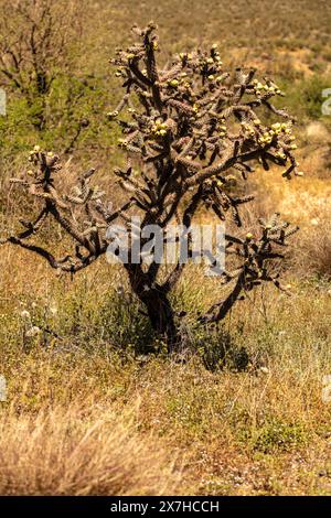 Natürliches Nahblühendes Pflanzenporträt der glatten Kettenfrucht Cholla Cylindropuntia fulgida) im Catalina State Park, Oro Valley, Arizona, USA. Sonnig Stockfoto