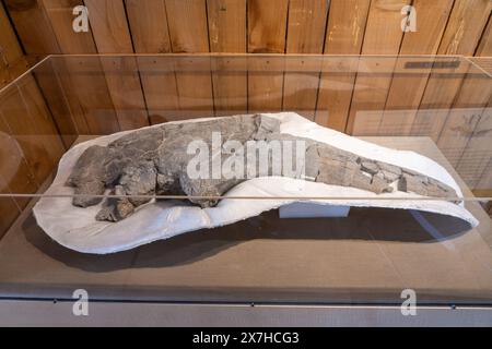 Ein fossiles Scapula aus einem Stegosaurus im Utah Field House of Natural History Museum. Vernal, Utah. Stockfoto