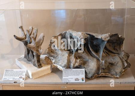 Fossilisierte Wirbel von einem Stegosaurus und einem camarasaurus im Utah Field House of Natural History Museum. Vernal, Utah. Stockfoto