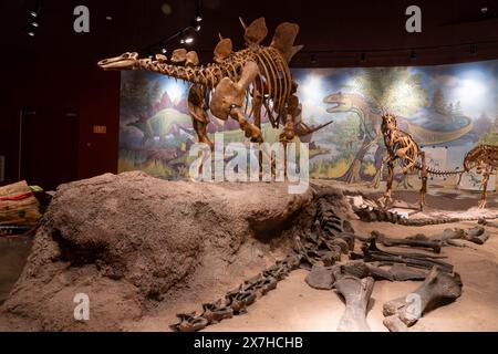 Skelettabdruck eines Stegosaurus-Dinosauriers im Utah Field House of Natural History Museum. Vernal, Utah. Auf dem Boden rechts ist das Skelett von A Stockfoto