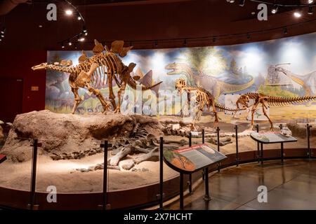 Skelettabdruck eines Stegosaurus-Dinosauriers im Utah Field House of Natural History Museum. Vernal, Utah. Auf dem Boden rechts ist das Skelett von A Stockfoto