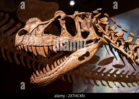 Ein gegossener Schädel eines Ceratosaurus. Utah Field House of Natural History State Park Museum. Vernal, Utah. Stockfoto