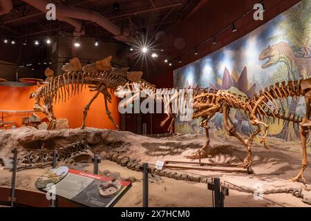 Skelette eines Stegosaurus, Ceratosaurus und eines Allosaurus. Utah Field House of Natural History State Park Museum. Vernal, Utah. Stockfoto