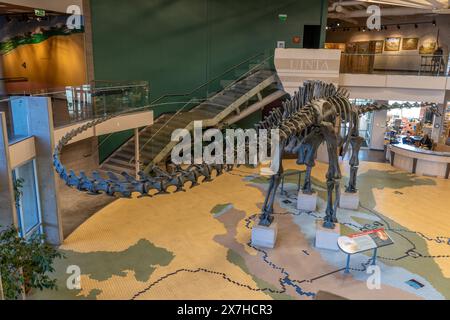 Skelettabdruck eines Diplodocus-Dinosauriers im Utah Field House of Natural History Museum. Vernal, Utah. Stockfoto