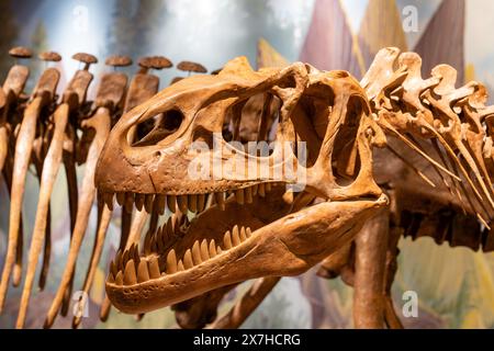 Ein gegossener Schädel eines Allosaurus. Utah Field House of Natural History State Park Museum. Vernal, Utah. Stockfoto