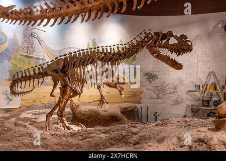 Ein gegossenes Skelett eines Ceratosaurus. Utah Field House of Natural History State Park Museum. Vernal, Utah. Stockfoto