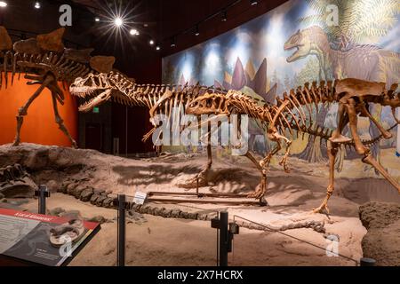 Skelette eines Ceratosaurus und eines Allosaurus. Utah Field House of Natural History State Park Museum. Vernal, Utah. Stockfoto