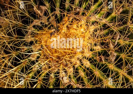 Natürliches Nahaufnahme blühendes Pflanzenporträt von Ferocactus Glaucescens, Glaukkaktus, in der schönen Frühlingssonne von Arizona. Verführerisch, Erstaunlich, Stockfoto