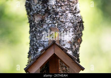 Siskin auf einem Vogeltisch Stockfoto